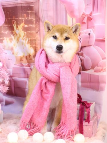 20241228マロンちゃん